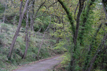 Mediterranean forest in autumn 1
