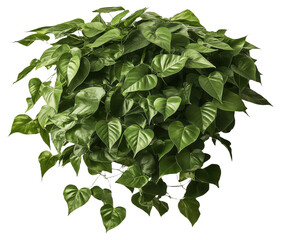 Fototapeta premium PNG Lush green potted plant with heart-shaped leaves