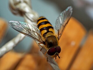 Schwebfliege