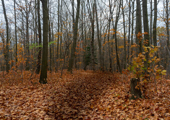 Autumn Forest Path Covered in Fallen Leaves with Trees and Soft Light in a Serene Woodland Scene