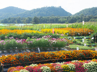 CHIANGMAI - NOVEMBER 28, 2024 : The National Agricultural Fair of the Northern Region is held annually at Mae Hia.