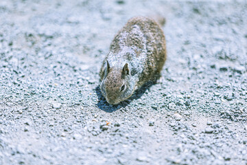 cute tiny squirrel 