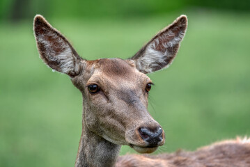 A Red Deer