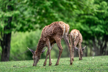 A Red Deer