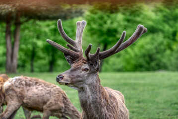Portrait of a deer