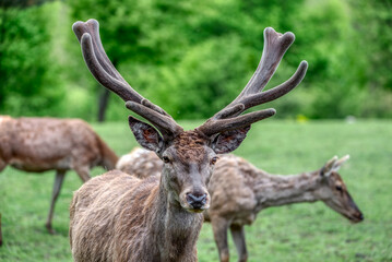 Portrait of a deer