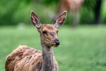 A Red Deer