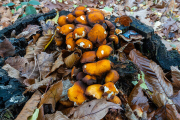 Vibrant Orange Mushrooms Growing on a Forest Stump Surrounded by Fallen Leaves in an Autumn Setting