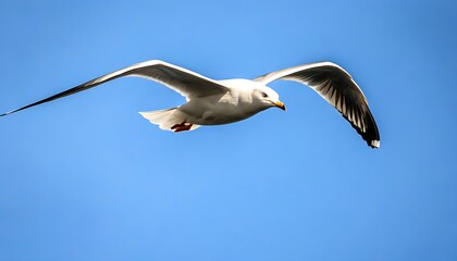 Obraz premium Graceful soaring seagull, flying in the blue sky.