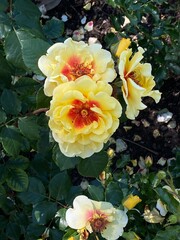 Beautiful yellow roses with red accents blooming in a garden during springtime