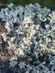 White lichen growth on textured surface in natural environment during daylight