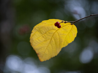 アツバウオトリギの赤紫の実