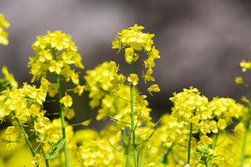 東京都内　春の菜の花