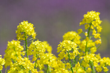 東京都内　春の菜の花