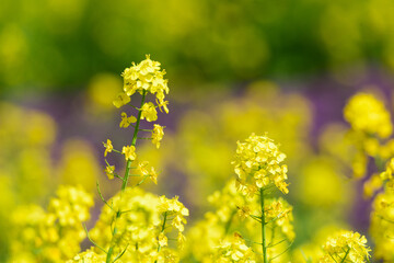 東京都内　春の菜の花
