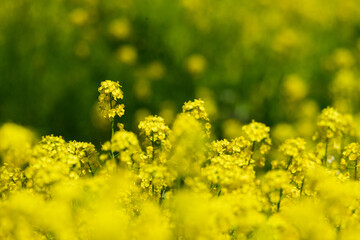 東京都内　春の菜の花