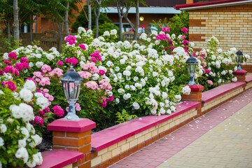 Bright blooming flower beds with pink and white flowers with pink fence and street lights during the day