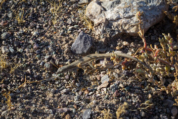 Common side-blotched lizard in its natural habitat.
