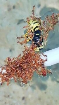 Hormigas y avispa. Hormigas rojas casando una avispa en un fuente de agua. 