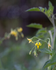 Tomato plant flowers.
