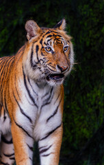 Tigers, wildlife conservation animals, near extinction
