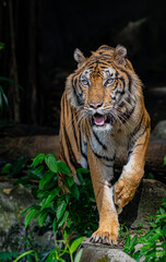 Tigers, wildlife conservation animals, near extinction