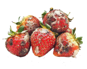 Moldy strawberries isolated on a white background.
