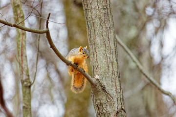 The fox squirrel (Sciurus niger), also known as the eastern fox squirrel or Bryant's fox squirrel. 