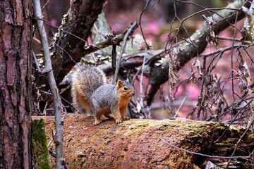 The fox squirrel (Sciurus niger), also known as the eastern fox squirrel or Bryant's fox squirrel. 