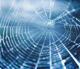spider's web close-up on a dark blue background with backlight