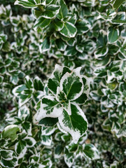 Euonymus fortunei, the spindle, Fortune's spindle, winter creeper with a color of Emerald Gaiety close-up shot of leaves with selected focus