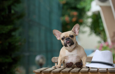 A charming bulldog dog sitting at a wooden table sticks his tongue out and looks appreciatively at the camera. 