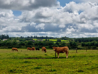 A cow grazing in a field and looking on you with farmhouses in the background in the distance 