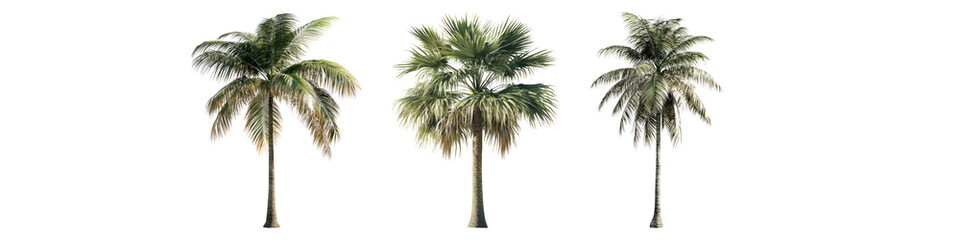 Palm tree isolated on transparent background, Set of
