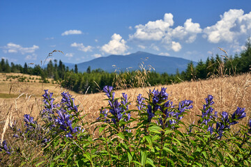 purple flowers Gentian on Hala Malorka in the Beskid Mountains