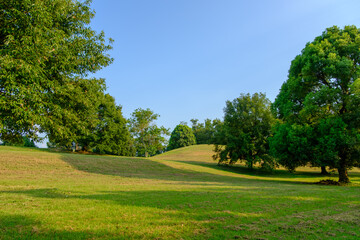 広がる緑の丘と木々が作る夏の風景