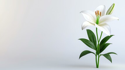 lily white minimalist on a minimal background
