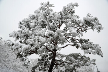 Mount Bukhan in the First Snow