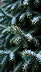 Closeup view of spruce tree branches covered in snow. Winter scene. Spruce branches detailed. Soft focus on branches. Nature scene. Holiday atmosphere. Christmas image. Winter scenery. Frost on