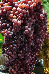 A large cluster of red grapes hanging from a stall in a market, showcasing their abundant quantity...