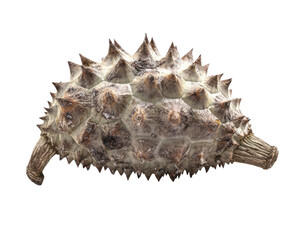 A unique spiked tortoise shell on a white isolated background.