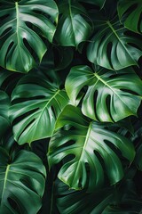 Obraz premium Dense monstera leaves fill the space, showcasing intricate shapes and rich green hues. The natural arrangement evokes a feeling of a tropical paradise, enhancing indoor aesthetics