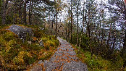 Scenic Forest Path with Stone Paving