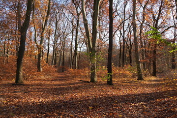 Fototapeta premium Laubwald im Spätherbst bei strahlendem Sonnenschein