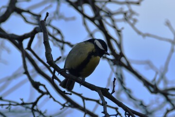 A great tit is sitting on a tree in autumn day. 