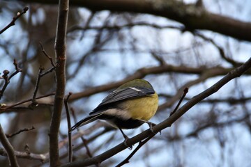 A great tit is sitting on a tree in autumn day. 