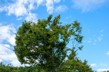 青空に向かって伸びる緑の木