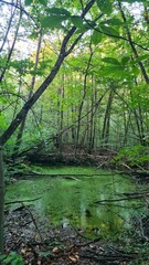 Une molière inondée dans une forêt de châtaigniers de la vallée de Chevreuse à l'automne