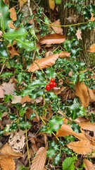 Houx en fleur dans une forêt de châtaigniers de la vallée de Chevreuse