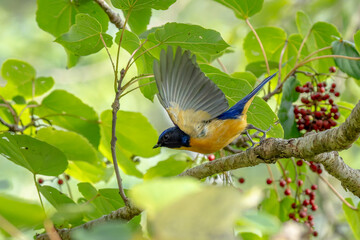 Taiwan vivid niltava male taking flight